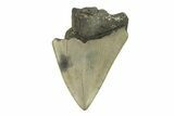 Bargain, Fossil Megalodon Tooth - Serrated Blade #272824-1